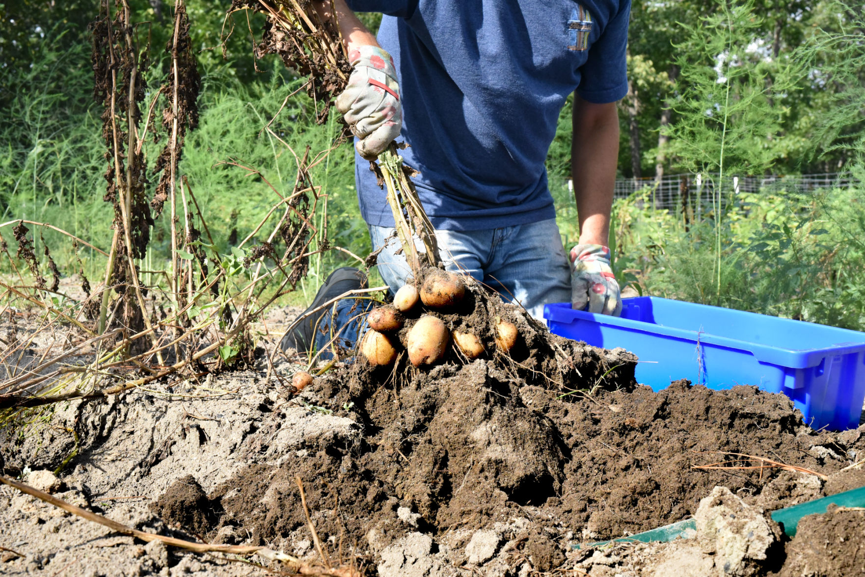 Potato harvest